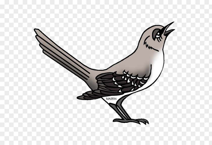 Bird Clip Art Northern Mockingbird Illustration PNG
