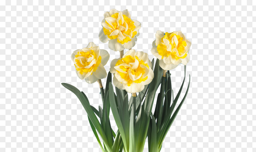 Flower Daffodil Fa. Bisschops Cut Flowers Plant PNG
