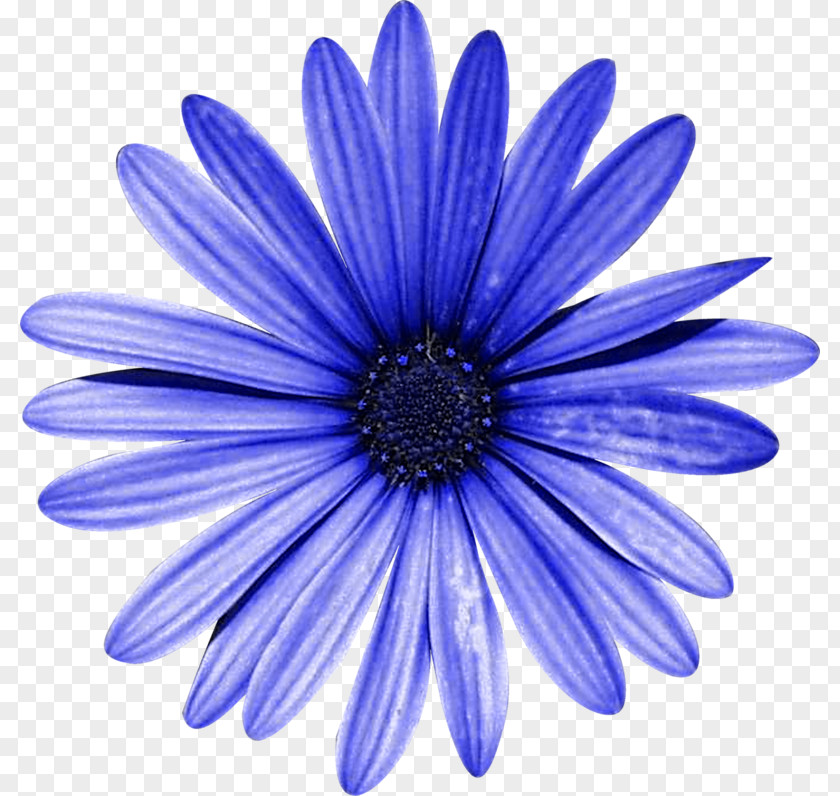 Gerbera Oxeye Daisy Violet PNG