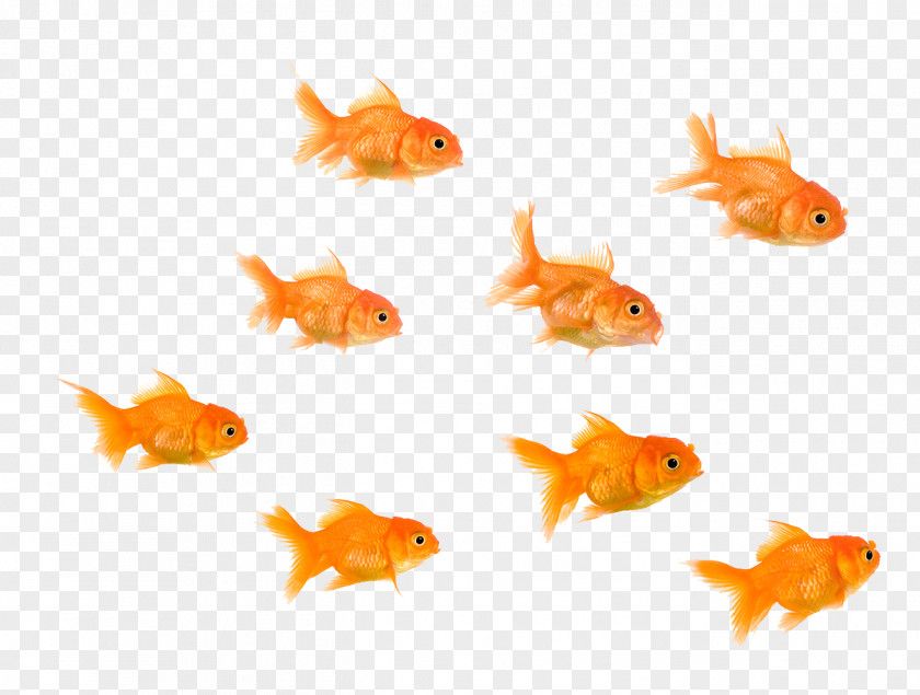 Goldfish Fantail Stock Photography Fish Pet PNG