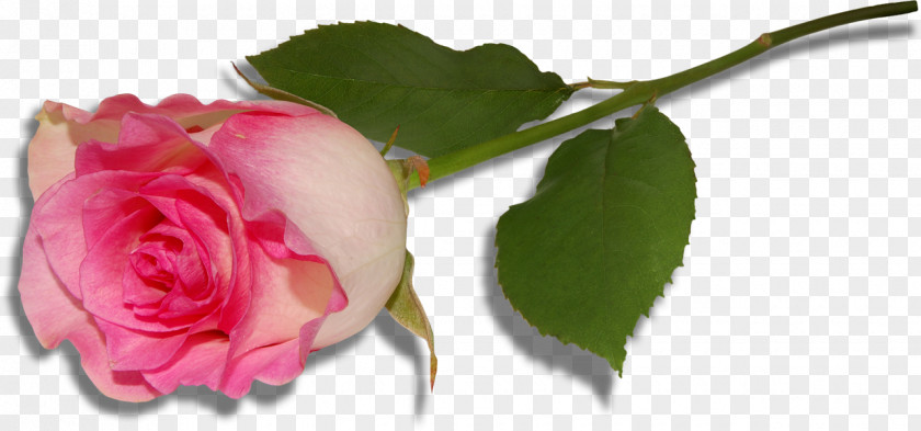 Large Pink Rose Clipart Garden Roses Centifolia Floral Design Cut Flowers PNG