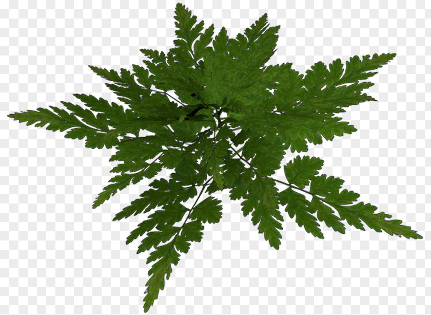 Leaf Flower PNG