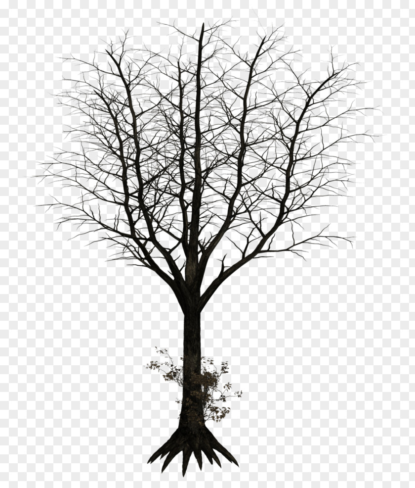 Share Tree Photography Drawing PNG