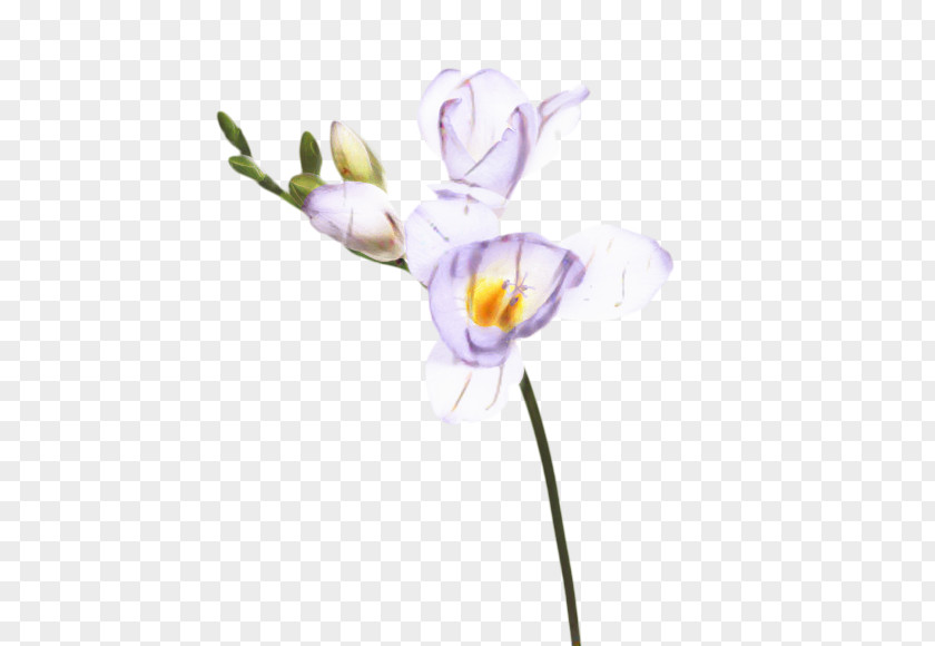 Siberian Fawn Lily Wildflower Flowers Background PNG