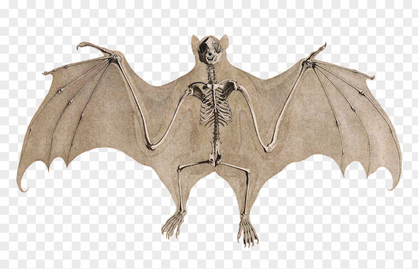 Bat Stock Illustration Skeleton Vector Graphics PNG
