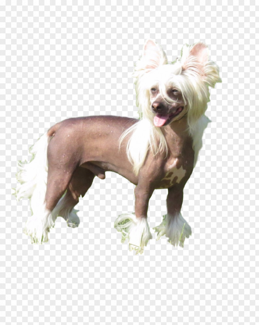 Chinese Crested Dog Breed Companion Snout PNG