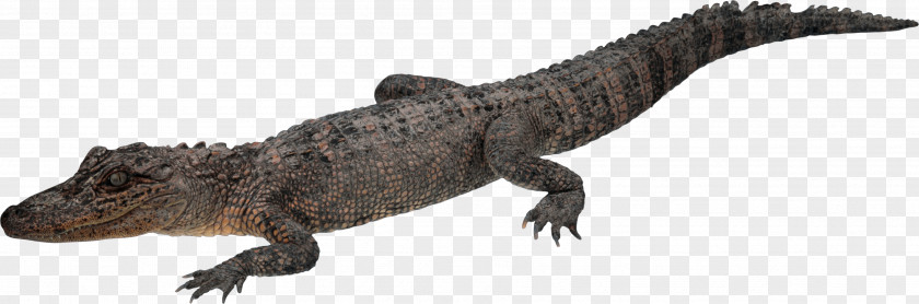 Crocodile Chinese Alligator PNG