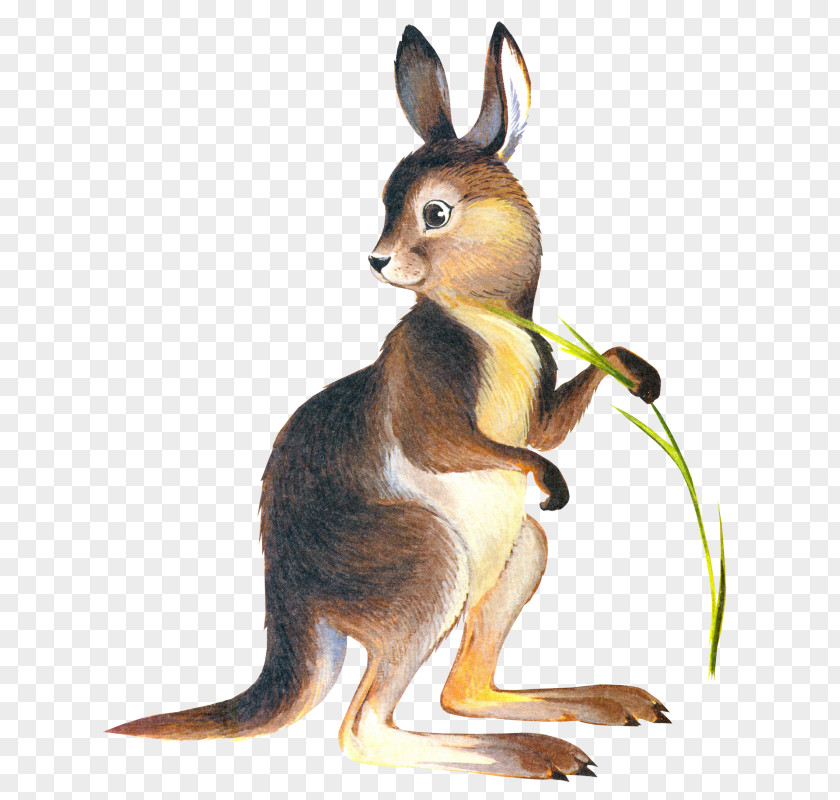 Kangaroo Drawing Marsupial Clip Art PNG