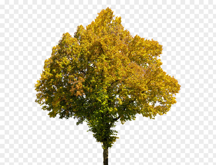 Tree PNG