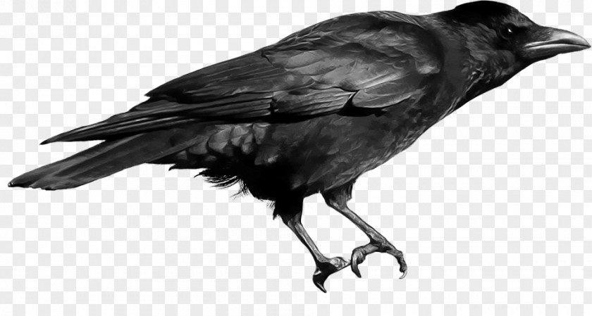 Black Background Rook Crow Clip Art PNG