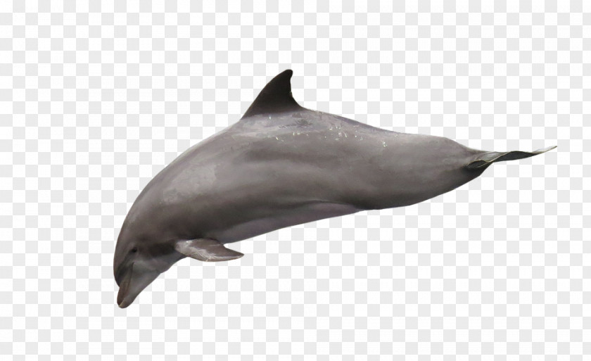 Cute Dolphin Tucuxi Short-beaked Common Porpoise White-beaked Rough-toothed PNG