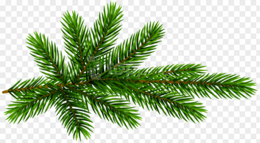 Eastern Hemlock Twig Christmas And New Year Background PNG