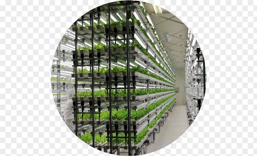Plant Sprout Hydroponics Grow Light Vertical Farming Greenhouse Agriculture PNG