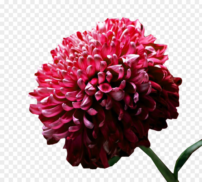 A Picture Of Ink Chrysanthemum High-definition Television Flower Display Resolution Widescreen Wallpaper PNG