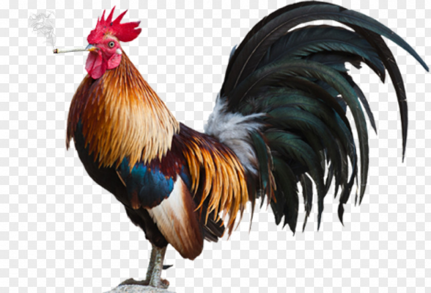 Cochin Chicken Rhode Island Red Leghorn Rooster Poultry PNG