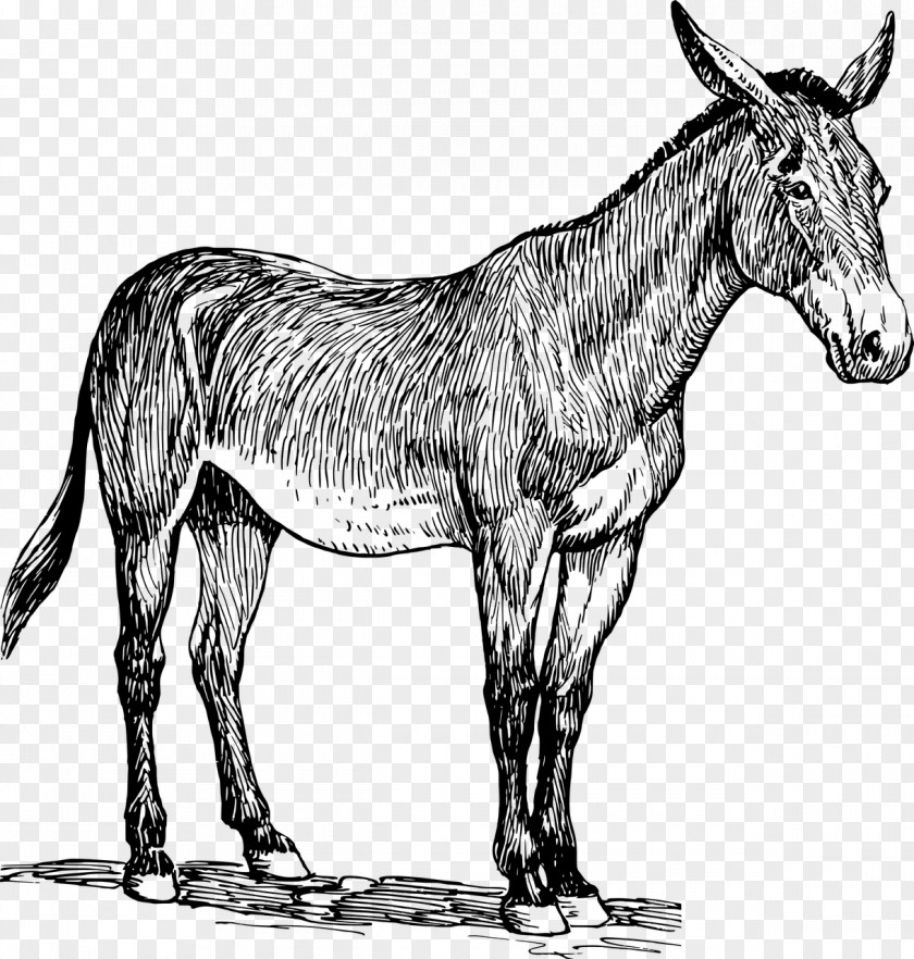 Donkey Mule Clip Art PNG