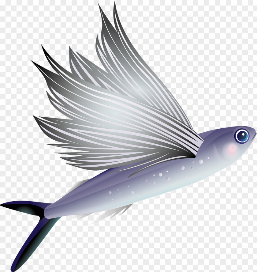 Fish Flying Aquarium Animal Vertebrate PNG