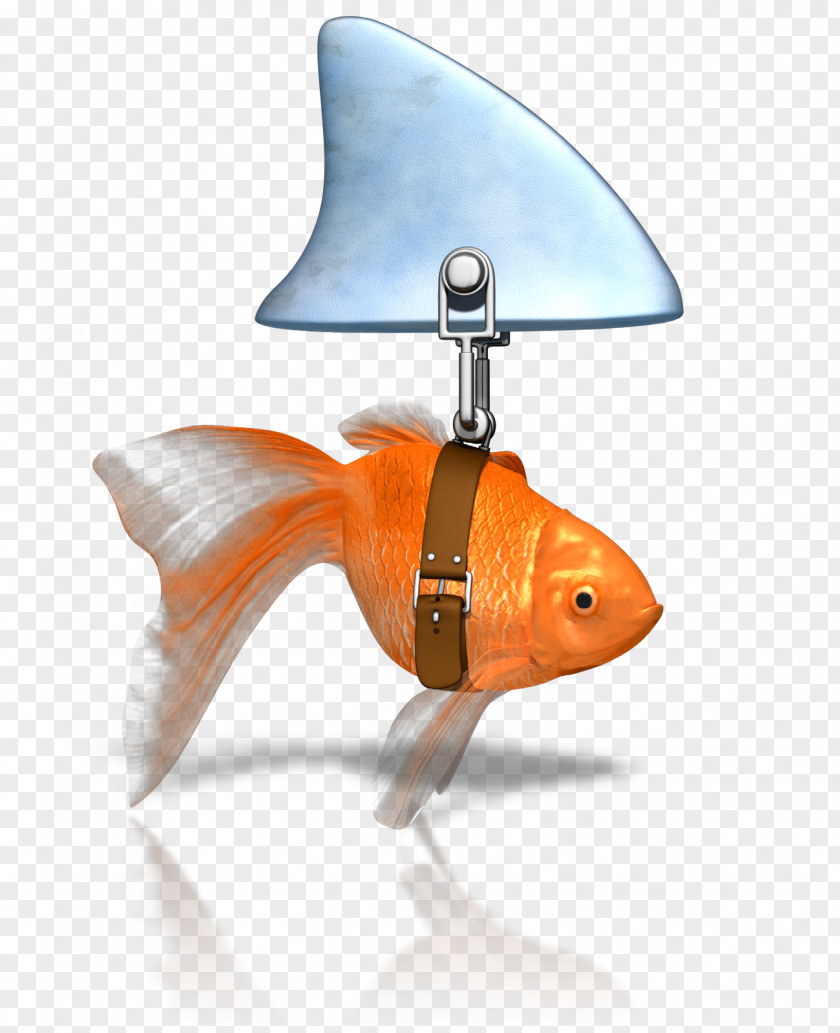 Goldfish Shark Fin Soup Finning Clip Art PNG