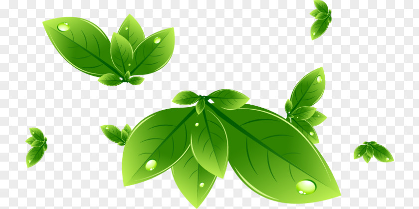 Leaf Swag PNG