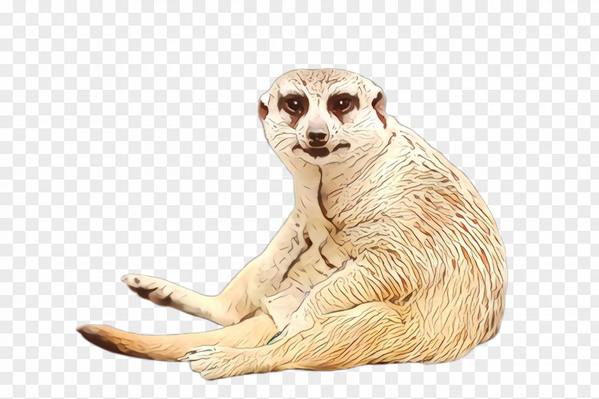 Meerkat Mongoose Wildlife PNG