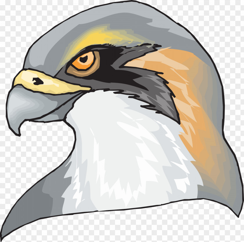 Birds Hawk Eagle Clip Art PNG