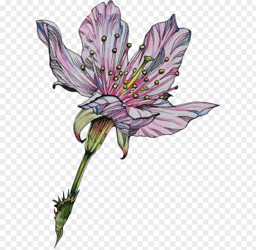 Gentian Family Lily Watercolor Nature Background PNG