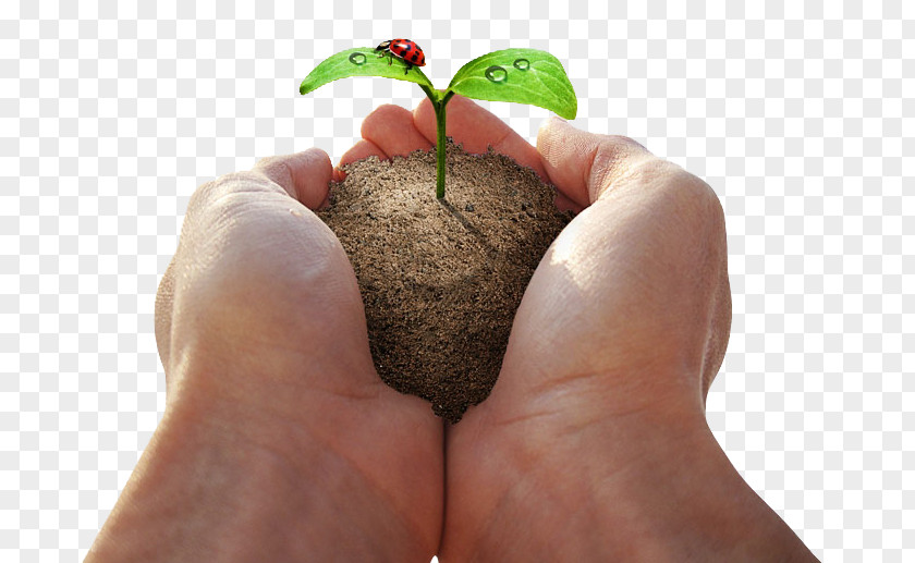 Holding Green Plants Download Plant Seed PNG