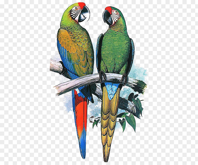 One Pair Of Parrots Parrot Cushion Throw Pillows Chair PNG