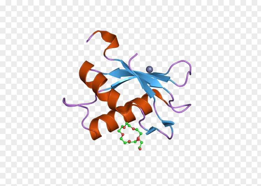 U2AF2 SnRNP RNA Splicing Factor Protein PNG