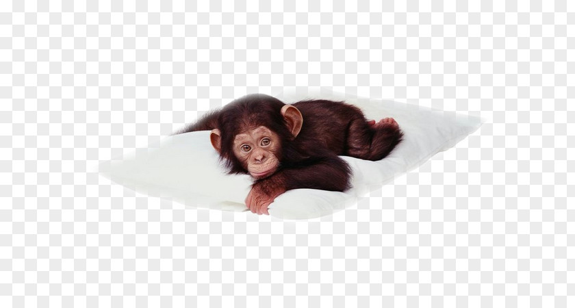 Monkey Chimpanzee Desktop Wallpaper Primate PNG