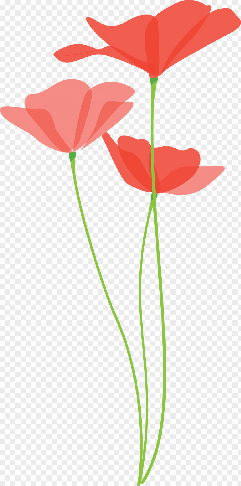 Poppy Flower PNG