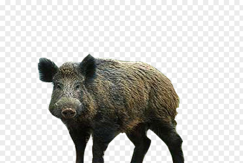 Wild Boar Peccary Wildlife Snout Carnivore PNG