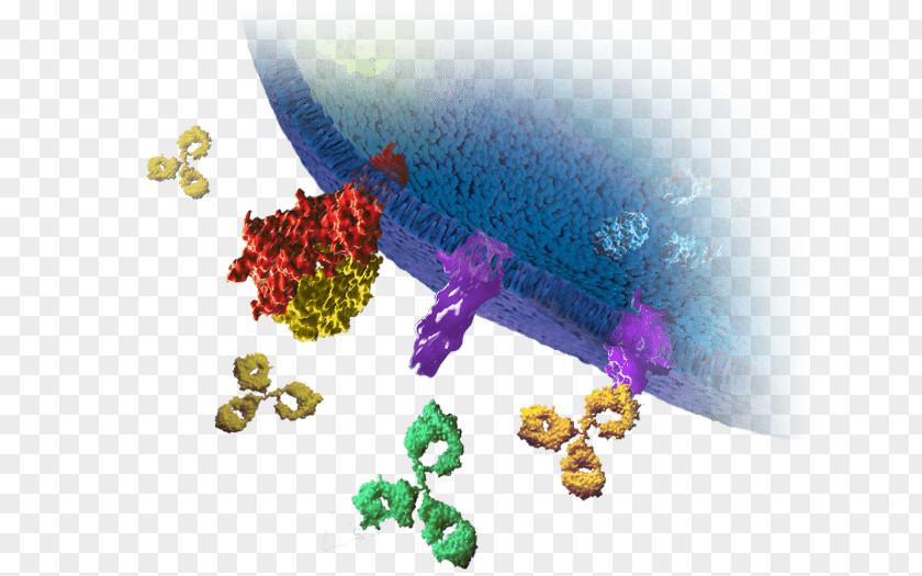 Bioassay T Cell Organism PNG