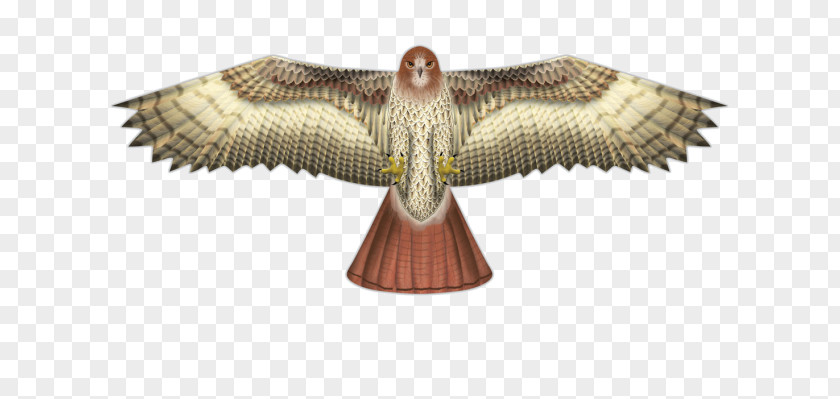 Bird Kite Line Of Prey Hawk PNG