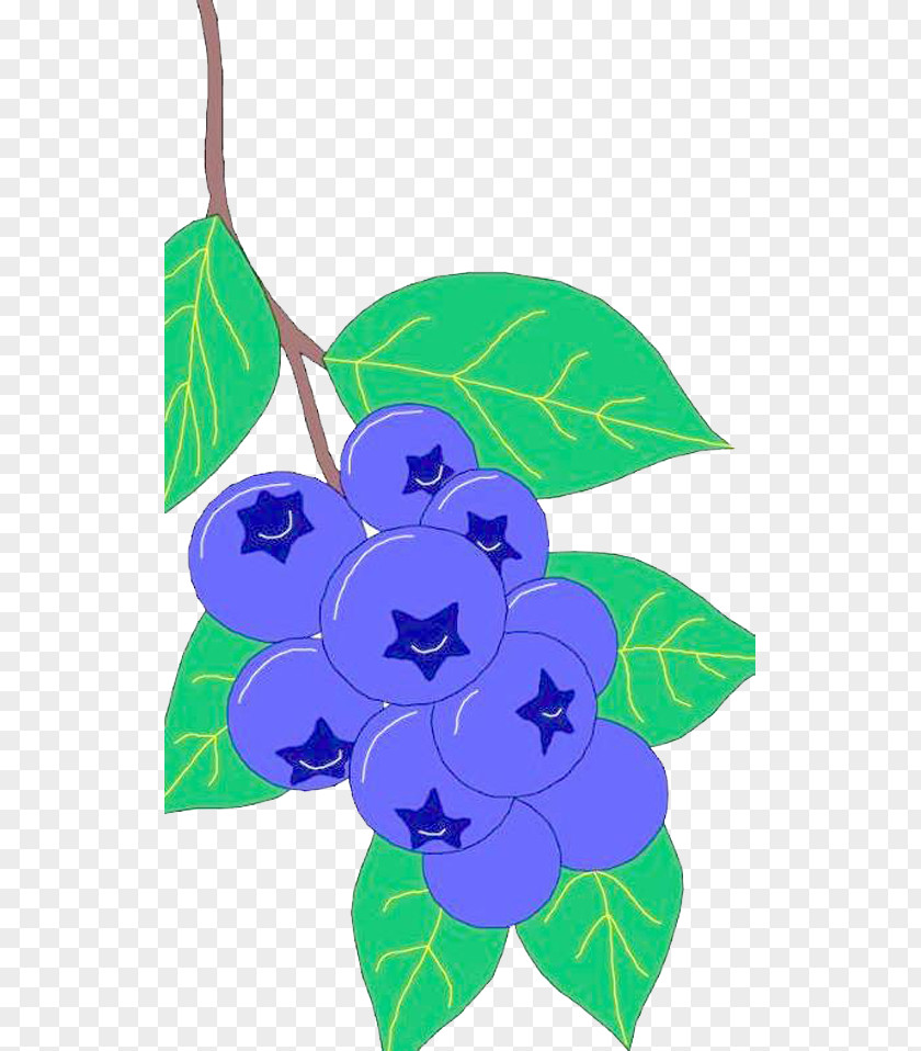 Blueberry Vegetable Auglis PNG