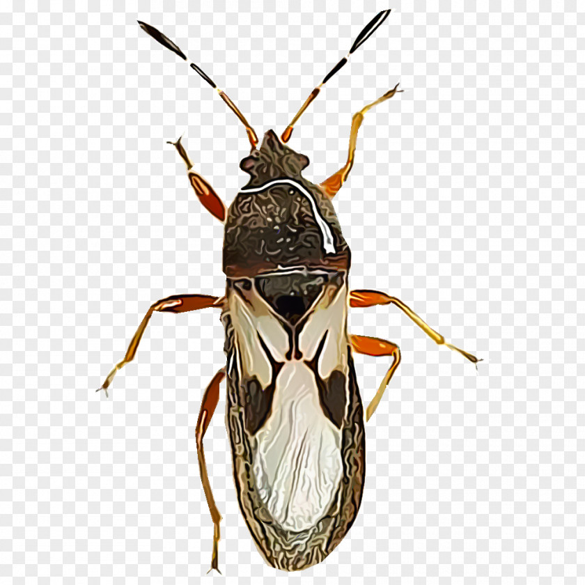 Fly Ant True Bugs Bedbug Pest PNG