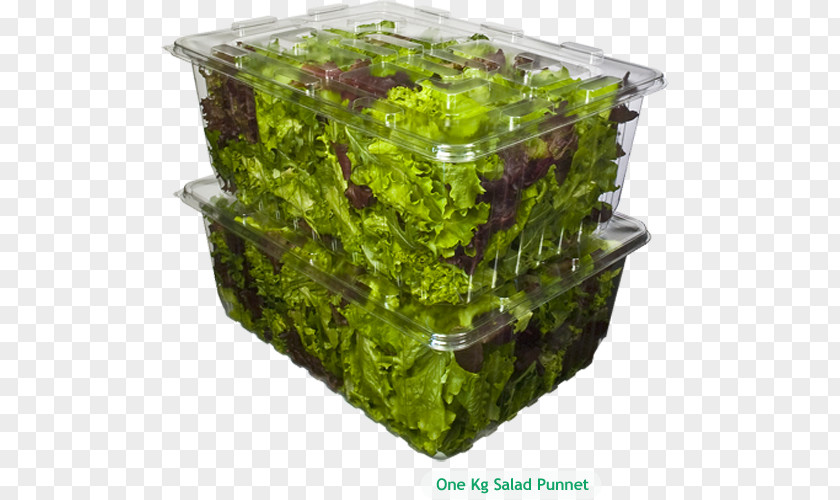 Food Industry Lettuce Flowerpot Herb PNG