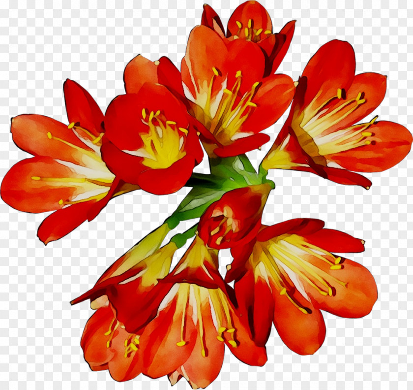 Lily Of The Incas Cut Flowers Orange Herbaceous Plant PNG