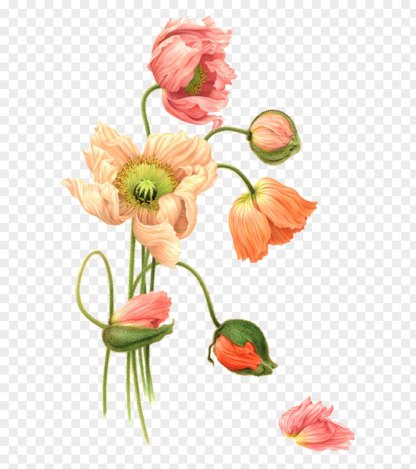 Orange-red Flowers Flower Watercolor Painting Illustration PNG