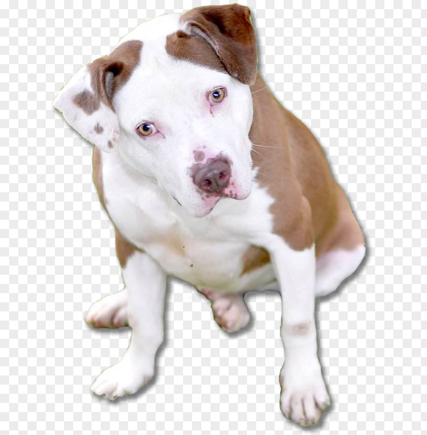 Puppy Dog Breed American Pit Bull Terrier Bulldog PNG