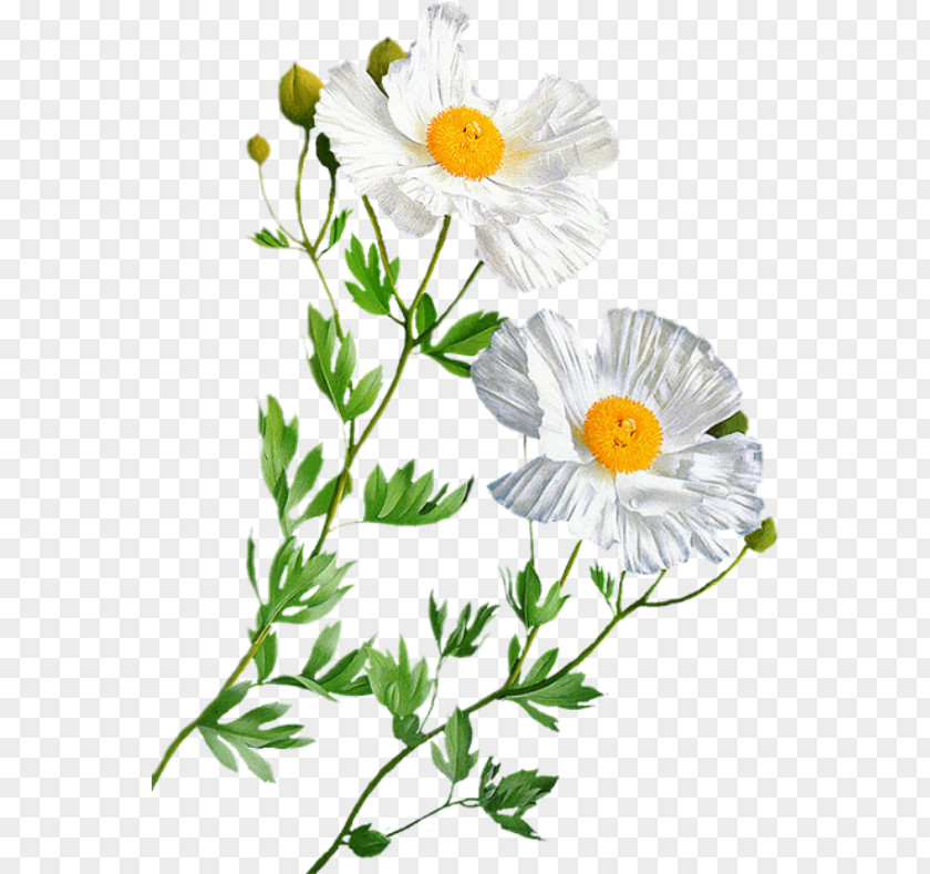 Flower Oxeye Daisy Entertainment Бутон PNG