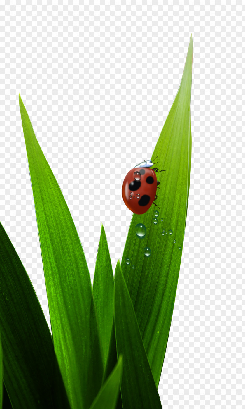 Grass Ladybug Ladybird Poster Download PNG