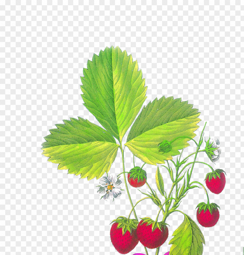 Hand-painted Strawberry Fragaria Viridis Aedmaasikas PNG
