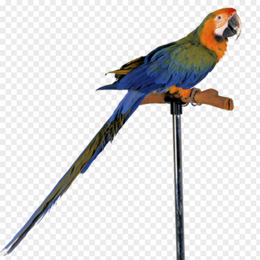 Parrot Vertebrate Bird Clip Art PNG