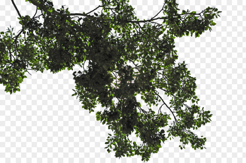 Trees Leaf Tree Branch PNG