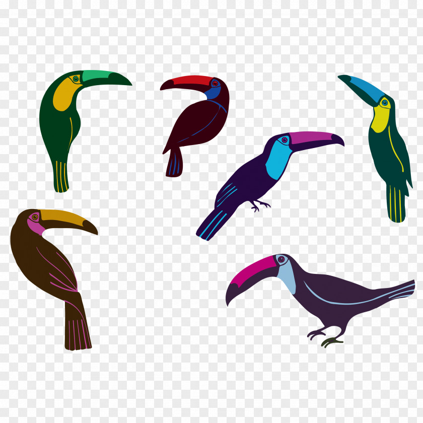 Bird Parrot Toucan Beak Image PNG