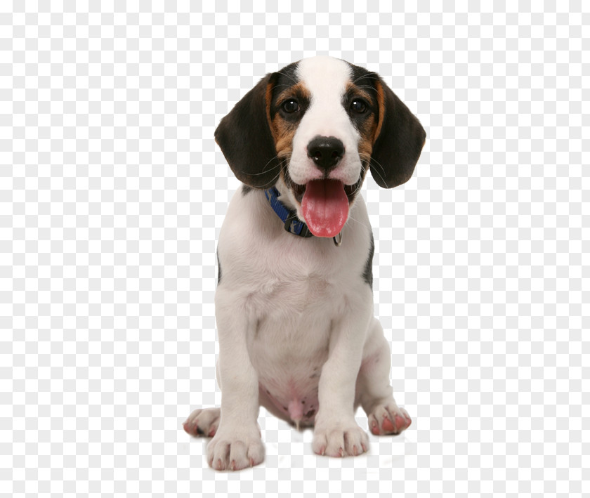 Dog Vector Food Puppy Pet Sitting PNG