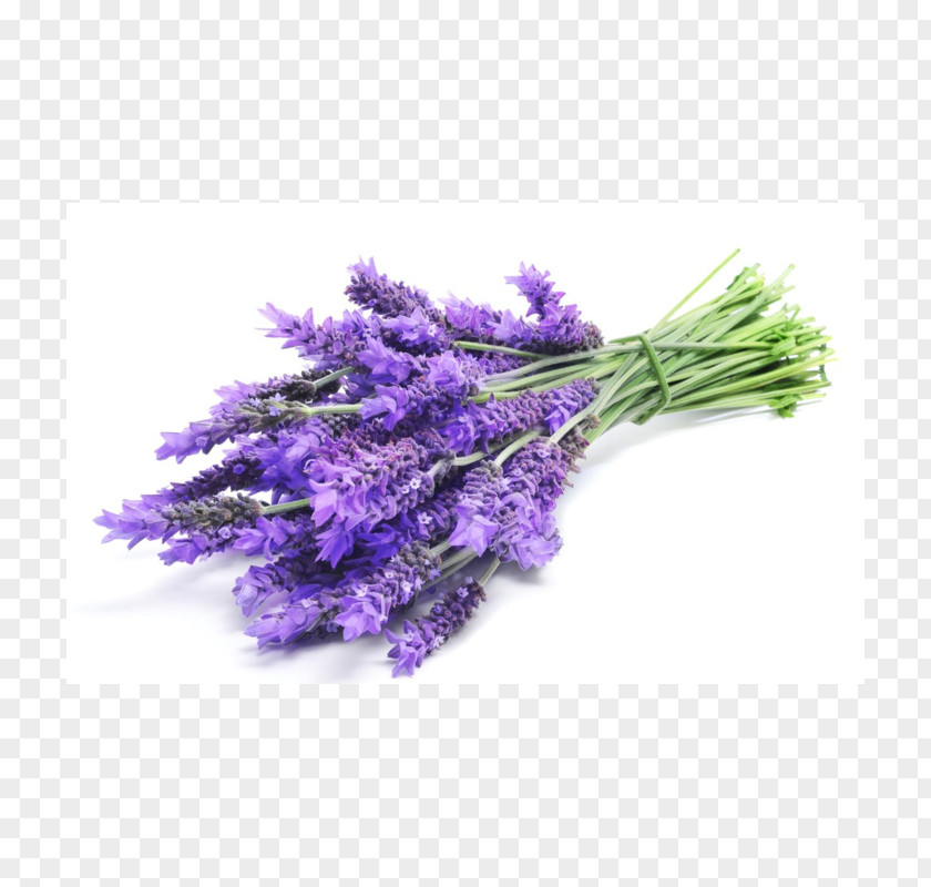 Lavende English Lavender Oil Essential Plateau De Valensole Stock Photography PNG