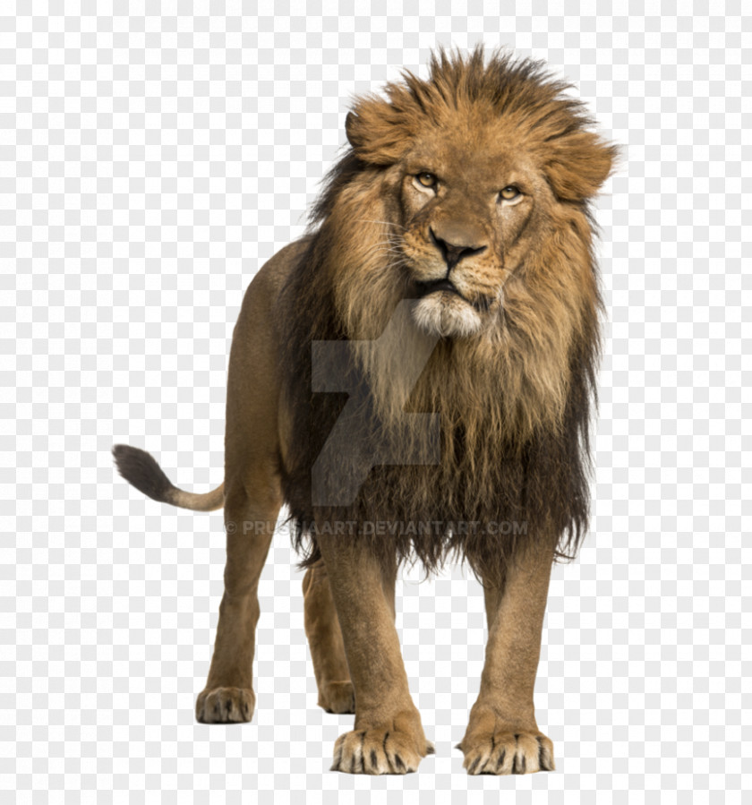 Lion Drawing Leopard African Roar Stock Photography White PNG