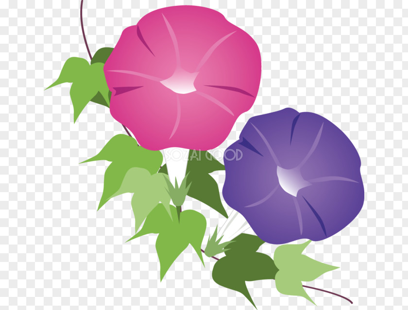 Morning Glory Clouds Clip Art Japanese Image Flower PNG